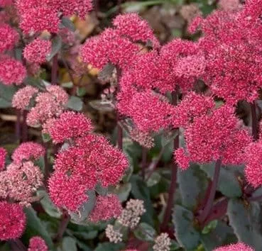Очиток Red cauli