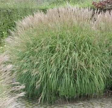 Мискантус китайский Yakushima dwarf