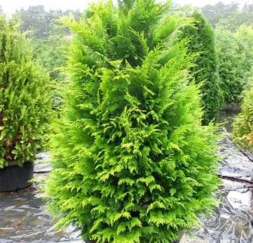 Кипарисовик лавсона Golden wonder