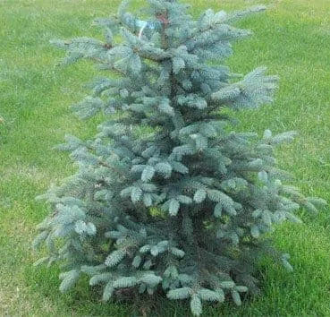 Ель колючая Glauca arizona/kaibab