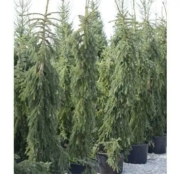 Ель сербская Pendula bruns