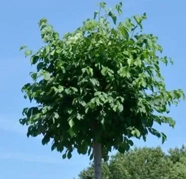 Вяз малый Umbraculifera