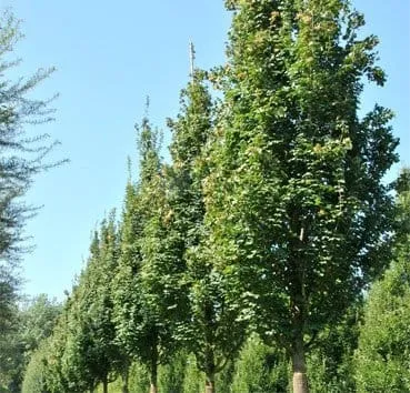 Клен полевой Green column