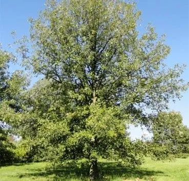 Дуб крупноплодный (Macrocarpa)
