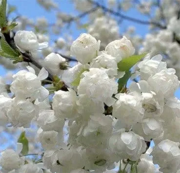 Вишня птичья (Avium) plena