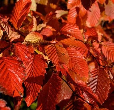 Граб обыкновенный Rockhampton red