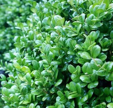 Самшит вечнозелёный Rotundifolia