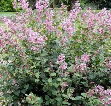 Сирень Bloomerang pink perfume