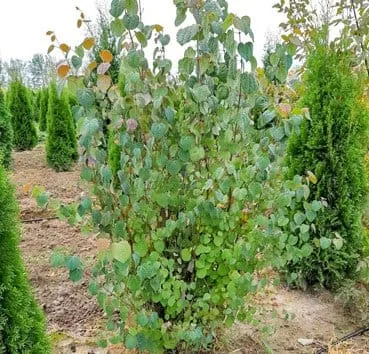 Багряник (Cercidiphyllum) японский