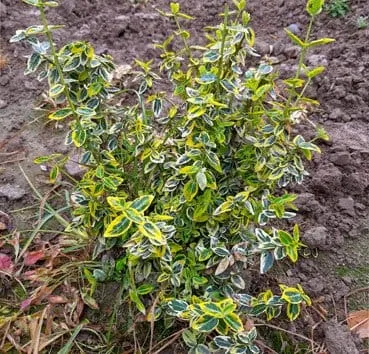 Бересклет форчуна Emeraldn gold