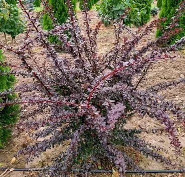 Барбарис тунберга Atropurpurea