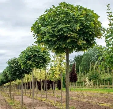 Клен остролистный глобозум / Acer platanoides globosum