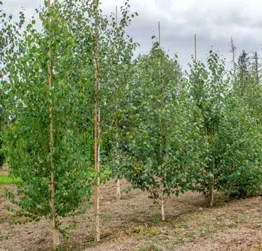 Береза полезная (Utilis) doorenbos