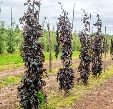 Бук лесной Purpurea pendula