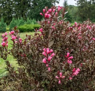 Вейгела цветущая Nana purpurea