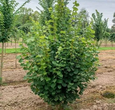 Липа крупнолистная Rubra
