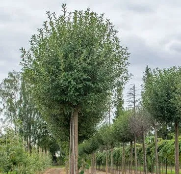 Слива шаровидная Umbraculifera