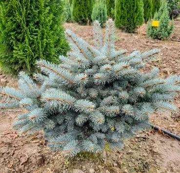 Ель колючая Glauca globosa