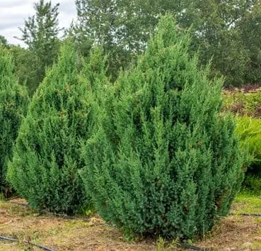 Можжевельник китайский Stricta