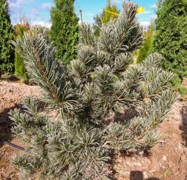 Сосна мелкоцветная Glauca