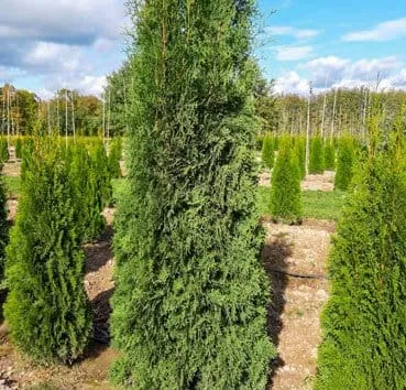 Туя западная Columna