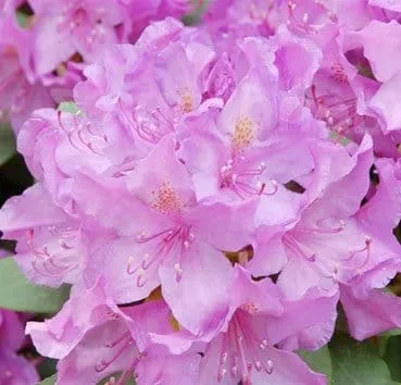 Рододендрон Catawbiense boursault