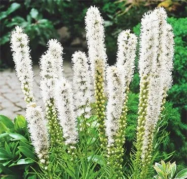 Лиатрис Floristan weiss