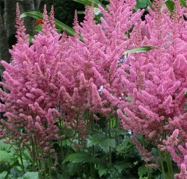 Астильба китайская Vision in pink