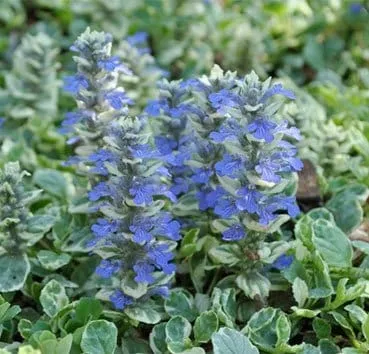 Живучка ползучая Variegata