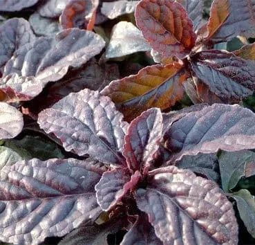 Живучка ползучая Atropurpurea