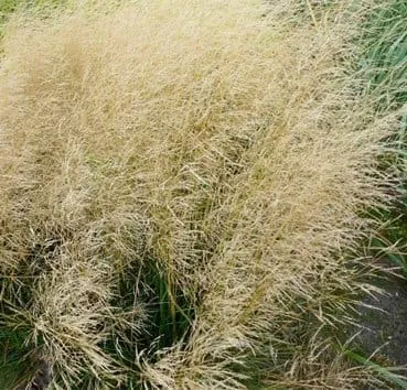 Луговик (щучка дернистая) Goldgehänge