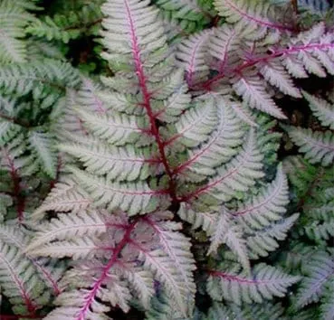 Кочедыжник ниппонский Red beauty