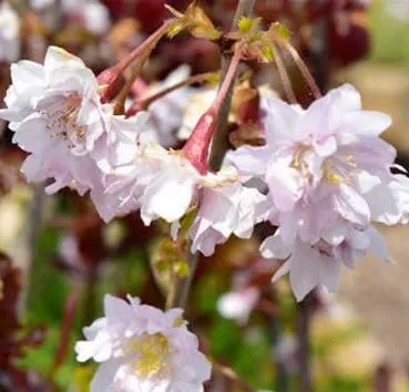 Вишня вырезанная Oshidori engelmannii