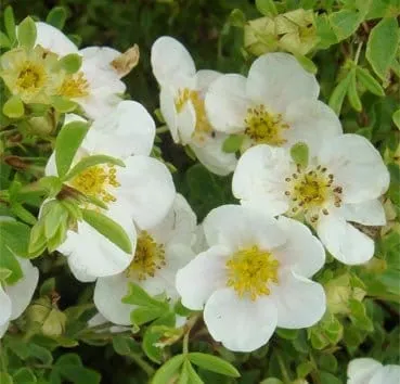 Лапчатка кустарниковая Tilford cream