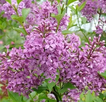 Сирень китайская Suageana