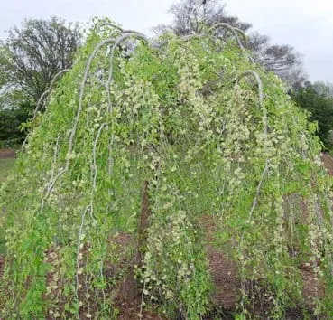Вяз малый Pendula
