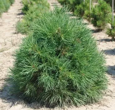 Сосна обыкновенная Globosa viridis