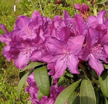 Рододендрон гибридный Royal lilac/ boleslaw chrobry