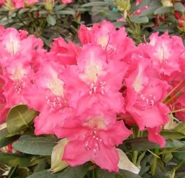 Рододендрон Royal amaranth/ jan iii sobieski