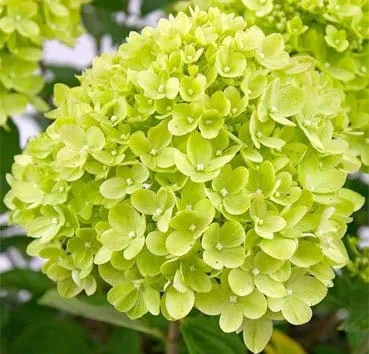 Гортензия метельчатая Little lime
