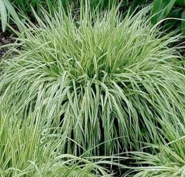 Молиния голубая Variegata