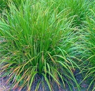 Осока Irish green