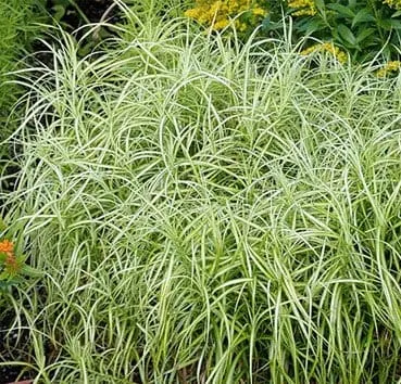 Осока пальмолистная Silberstreif