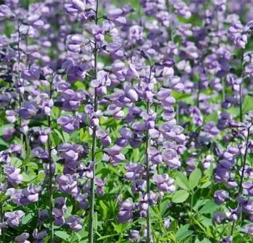 Баптизия Purple smoke