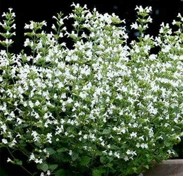 Душевик котовниковый Marvelette white