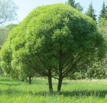 Ива ломкая Bullata