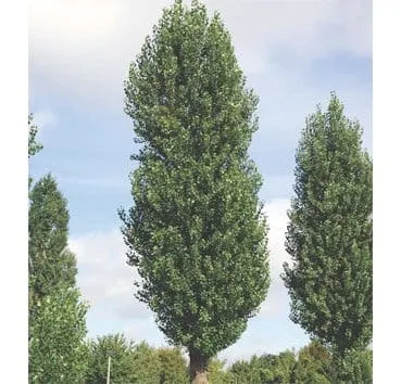 Тополь черный Italica
