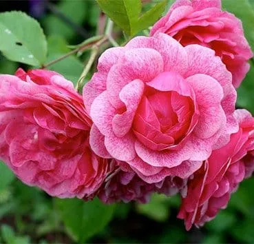 Роза шраб Morden ruby