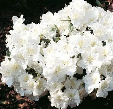 Азалия японская (в/з) Maischnee
