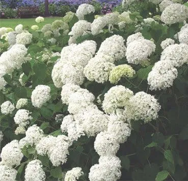 Гортензия древовидная Grandiflora